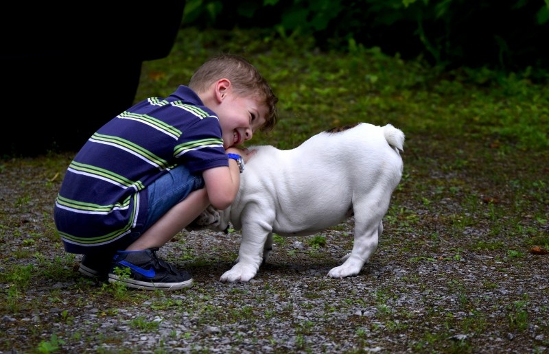 dog-boy-child-animals-pet-english-bulldog-smile