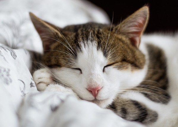 kitten-whisker-sleeping